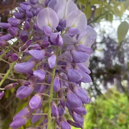 Accommodatie bij particulieren La Casa Del Glicine Tarzo *